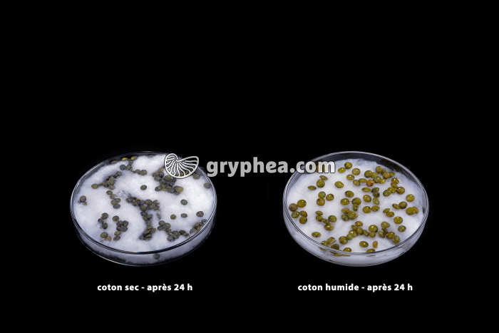 Germination des lentilles - action de l'eau (1) - gryphea.com